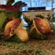Salt and pepper shakers mushrooms big size