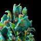 Turquoise Seahorse Fish Candle Holder