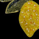 Citron jaune perlé