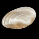 Grand Coquillage oval sur pied 28cm