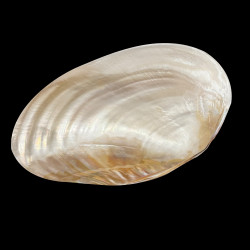 Large oval shell on stands 28cm