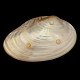 Grand Coquillage oval sur pied 28cm