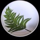 Fern - big round deep dish D 38 cm