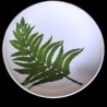 Majolica fern large round dish