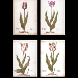 Verre à eau collection Tulipmania