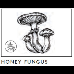 Verre tumbler en cristal Mushrooms