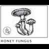 Verre tumbler en cristal Mushrooms